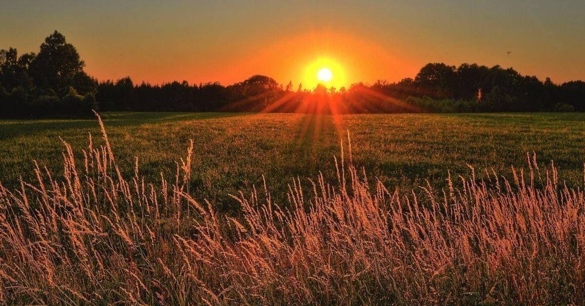 brown and green grass field during sunset